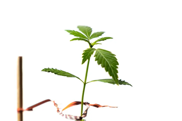 stock image Small Marijuana plant in growing bag on white background