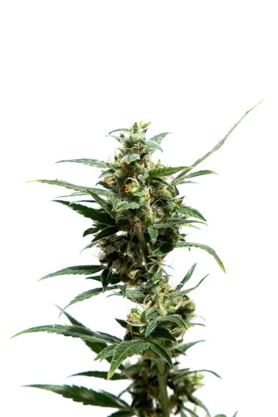 Gammal Kvinnlig Cannabis Växt Med Blomma Royaltyfria Stockfoton