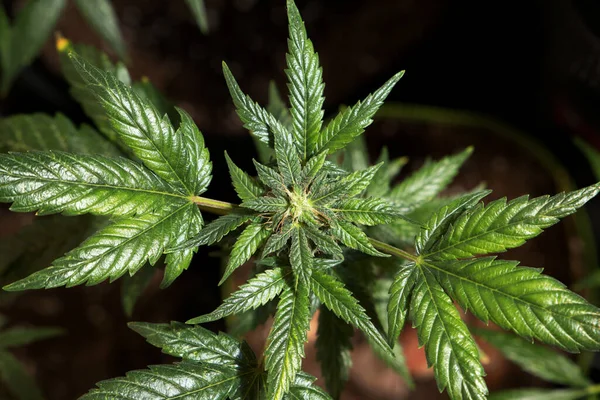 Planta Cannabis Cosecha Propia Con Hojas Verdes Fotos de stock libres de derechos