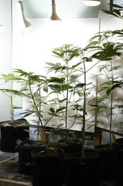 Güzel botanik fotoğrafı, doğal duvar kağıdı.