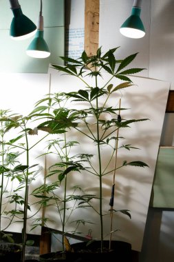 Güzel botanik fotoğrafı, doğal duvar kağıdı.