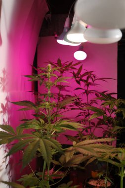 Growing Marijuana,  Cannabis Plants under lamps in green hous