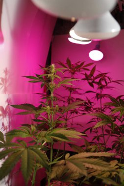 Growing Marijuana,  Cannabis Plants under lamps in green hous