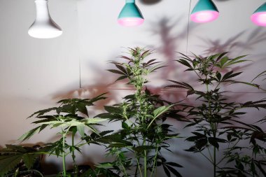 Growing Marijuana and Cannabis Plants Indoors 