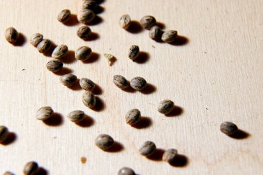 Growing Marijuana and Cannabis Plants Indoors 