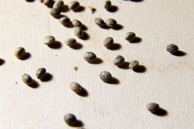 Growing Marijuana and Cannabis Plants Indoors 