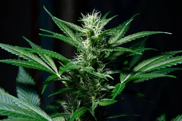 Growing Marijuana Cannabis Plants Indoors Fotografia Stock