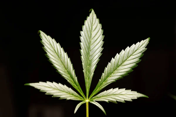 Growing Marijuana Cannabis Plants Indoors Imagens Royalty-Free