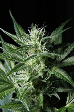 Growing Marijuana and Cannabis Plants Indoors 