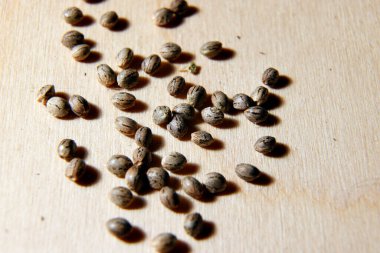 Growing Marijuana and Cannabis Plants Indoors 