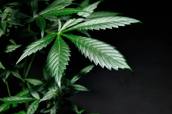 Growing Marijuana Cannabis Plants Indoors Imagen de archivo