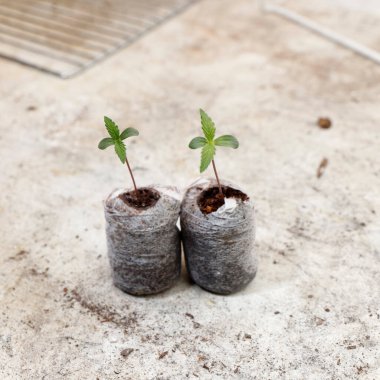 green seedling in a pot on a white background