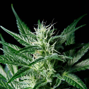 Growing Marijuana and Cannabis Plants Indoors 