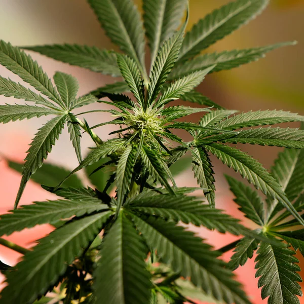 マリファナと大麻の植物の成長 ロイヤリティフリーのストック写真