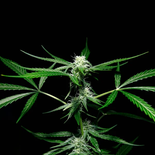 Growing Marijuana Cannabis Plants Indoors Fotos de stock