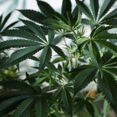 Eğlence ve Tıbbi Marihuana veya İçerde Büyüyen Kenevir Bitkisi 