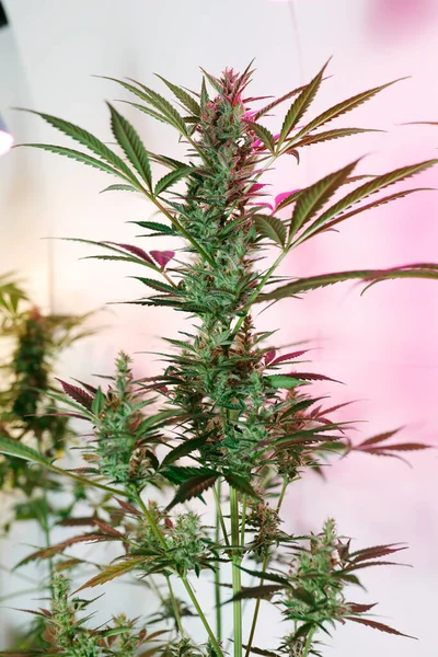 Recreatieve Medische Marihuana Cannabis Plant Die Binnenshuis Groeit — Stockfoto