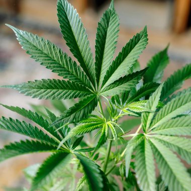 Close up of Marijuana leaves, cannabis on blurred background, indoor cultivation 