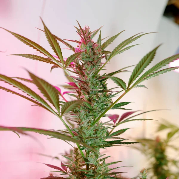 Buds Recreational Medical Marijuana Cannabis Plant Growing Indoors — 图库照片