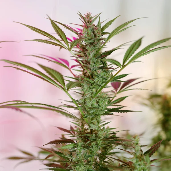 Cannabis Plant Medical Marijuana Growing Indoors — 图库照片