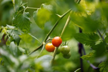 Yaz Bahçesinde Yeşil Domatesler