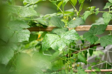 Bahçedeki yeşil domates bitkilerinin yakın görüntüsü
