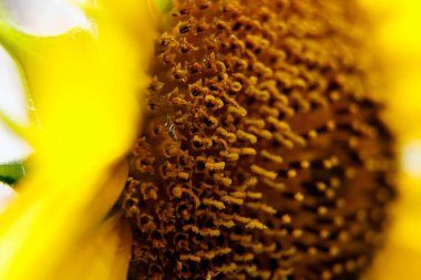 Ayçiçeği, bahçedeki güzel sarı çiçeğin yakın plan ayrıntıları.