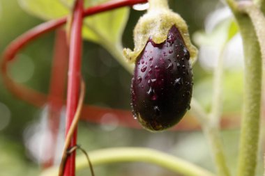 Güzel Mor Patlıcanlar Bahçede büyüyor