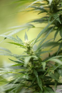 İçerde büyüyen eğlence ve tıbbi marihuana ve kenevir bitkileri