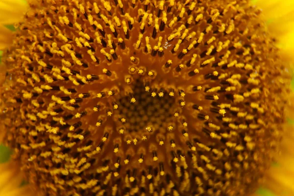 Slunečnice Detailní Detail Krásné Žluté Květiny Zahradě — Stock fotografie