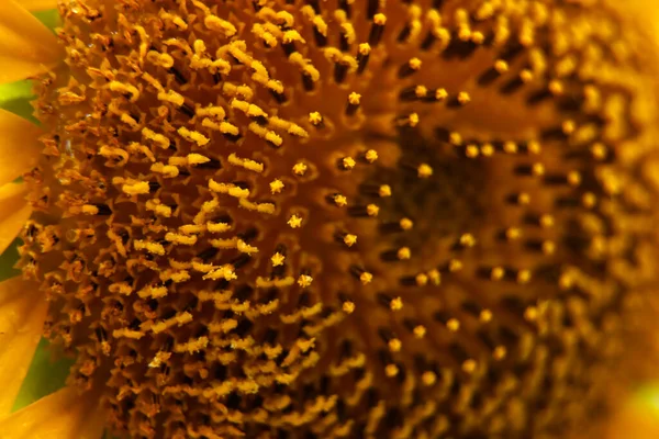 Slunečnice Detailní Detail Krásné Žluté Květiny Zahradě — Stock fotografie
