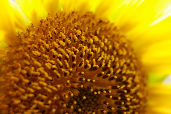 Sonnenblume Nahaufnahme Detail Der Schönen Gelben Blume Garten — Stockfoto