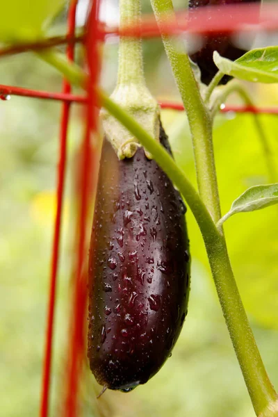 Beautiful Purple Eggplants Growing Garden — Stock Photo, Image