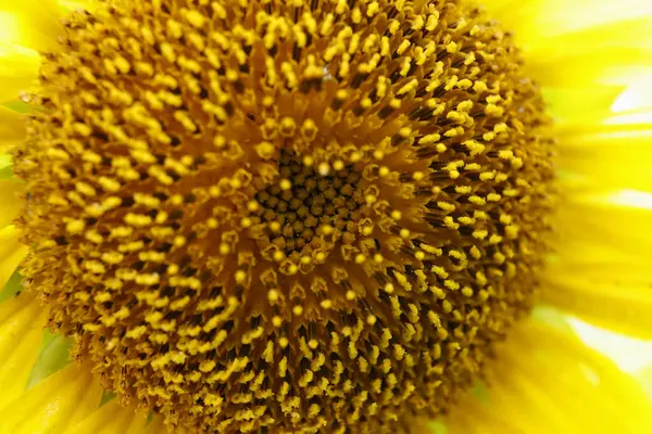 Sonnenblume Nahaufnahme Detail Der Schönen Gelben Blume Garten — Stockfoto