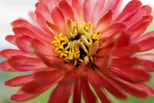 Zinnia Rózsaszín Vörös Sárga Vadvirágok — Stock Fotó