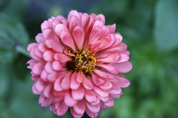 Egy Rózsaszín Virág Zöld Háttérrel — Stock Fotó