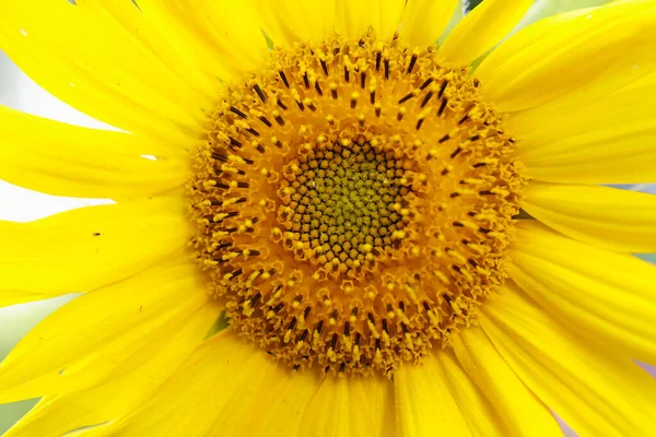 Eine Sonnenblume Aus Nächster Nähe — Stockfoto