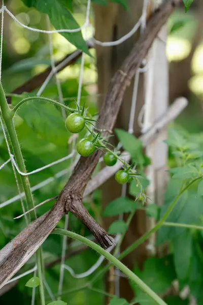 Uma Planta Tomate Verde Com Ramo Tomates Verdes — Fotografia de Stock