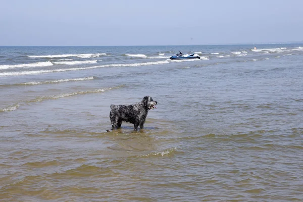 wet dog on the sea