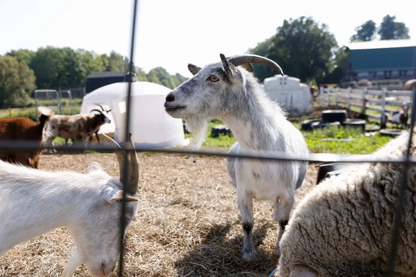 Niedliche Ziege Blickt Auf Bauernhof Die Kamera lizenzfreie Stockbilder