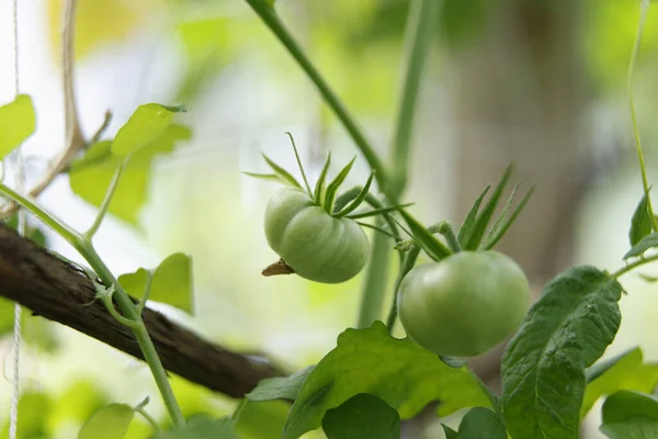 Frische Bio Tomaten Auf Zweigen Vor Dem Hintergrund Des Grünen — Stockfoto