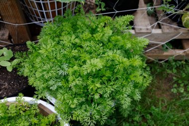 Kaplarda yeşil maydanoz, yakın plan. 