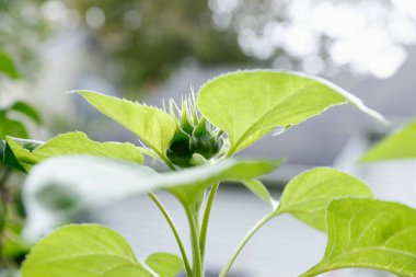 Bir bitkinin yeşil yaprakları,