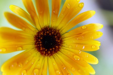 Bahçedeki sarı çiçeğe yaklaş.