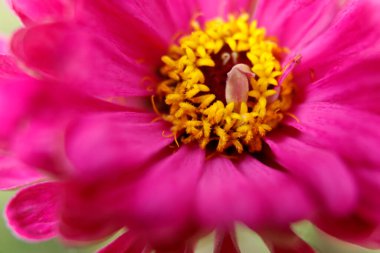 Kapalı - bahçedeki güzel pembe yıldız çiçeği