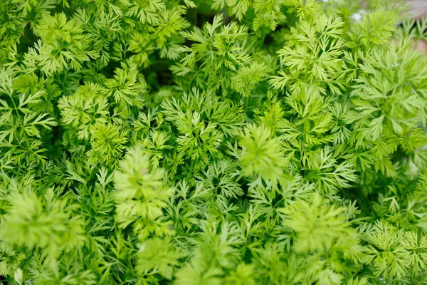 Fresh Parsley Herb Garden Nature Background — Stock Photo, Image