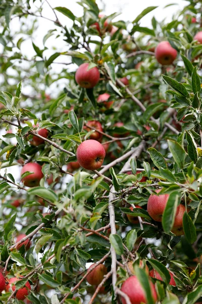 Rode Appels Hangend Aan Boomtakken — Stockfoto