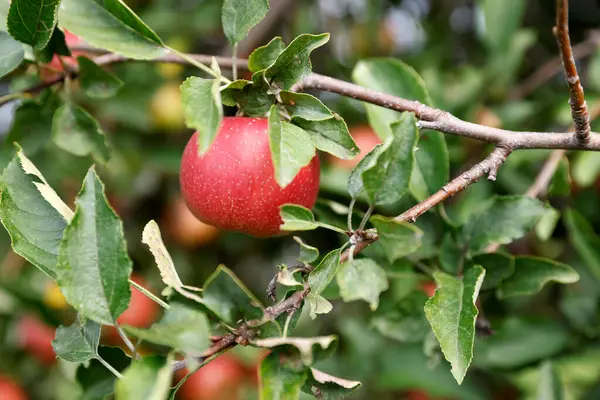 Rode Appels Hangend Aan Boomtakken — Stockfoto