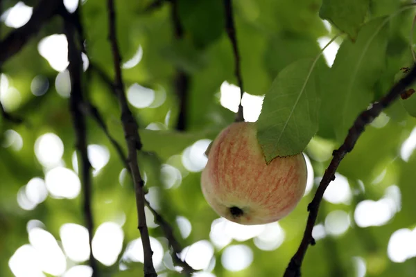 庭の木のリンゴのクローズアップビュー — ストック写真