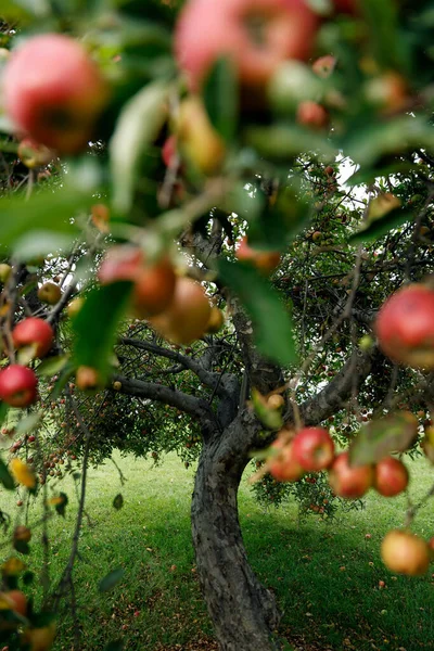 Appelbomen Tuin — Stockfoto